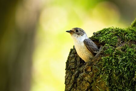 european pied flycatcher, ficedula hypoleuca, having a guard from the nest. Flycatcher during...
