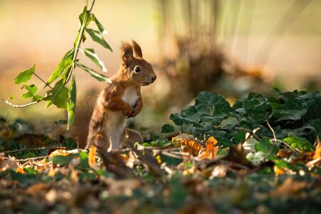 Attentive red squirrel, sciurus vulgaris, standing on rear legs in upright position on the ground with leafs in summer at sunset. Fluffy mammal with orange fur from front view with copy space.の写真素材