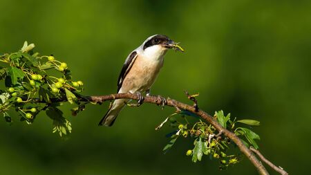 Male red-backed shrike, lanius collurio, sitting on a twig and holding insect in beak in summer sunny nature. Wild bird with a catch perched on branch from front view with copy space.の写真素材