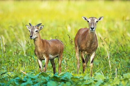 Wild mouflon, ovis orientalis, ewe and young ram with little horn growing on green field. Mammals with brown fur facing camera and looking away in summer nature.の写真素材