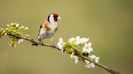 European goldfinch, carduelis carduelis, male perched on twig with flourishing flowers in spring nature. Garden bird resting on blossoming branch with green blurred background and copy space.の写真素材