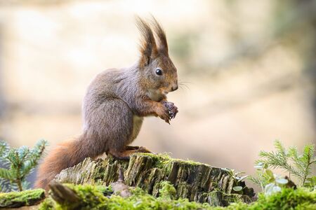 Cute red squirrel, sciurus vulgaris, sitting on a moss covered stump with folded hands. Gentle wild...