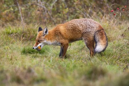 Fierce red fox, vulpes vulpes, holding dead european robin, erithacus rubecula, in mouth on meadow....