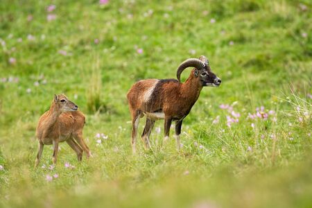 Alert mouflon, ovis orientalis, ram and ewe looking aside on green meadow with wildflowers in summer nature. Attentive wild mammals with brown fur observing.の写真素材