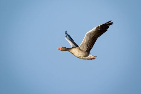 Solitary greylag goose, anser anser, flying with open wings against blue sky illuminated by sun. One large wild bird with grey feathers in the air with copy space.の写真素材