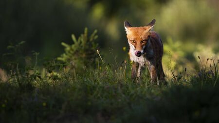 Focused red fox, vulpes vulpes, staring into camera and licking mouth in summer at sunset. Attentive...