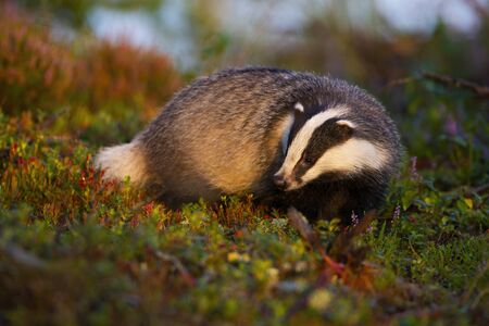 Thoughtful european badger, meles meles, looking for food in moorland at sunrise in summer. Concentrating wild animal with black and white stripes in green nature.の写真素材