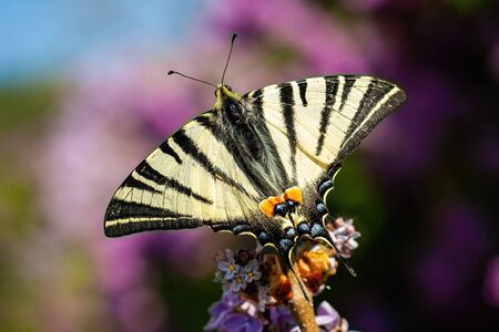 Top view of scarce swallowtail, iphiclides podalirius, sitting on violet flower in summer. Butterfly with open striped wings from above. Black and white insect sunlit on a meadow.の写真素材