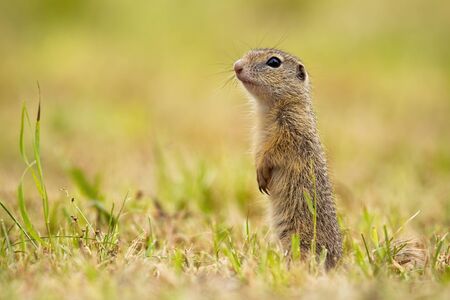 Interested sousilk standing erected in vertical position on pasture. European ground squirrel,...