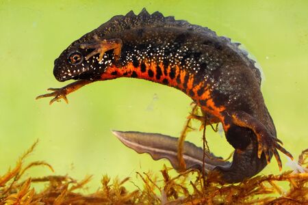 Male danube crested newt, triturus dobrogicus, swimming underwater in river. Full body of patterned wild animal with long tail and crest on back. Amphibian in wetland, Slovakia, Europe.の写真素材