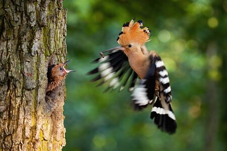 Eurasian hoopoe breeding in nest inside tree and feeding young chick. Parent bird passing food to young offspring midair. Wild animal with wings and crest landing down.の写真素材