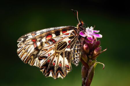 southern festoon, zerynthia polyxena, sitting on blooming flower illuminated by sunlight on dark blurred background in summer nature. Butterfly with closed wings on meadow.の写真素材