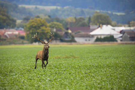 Male red deer, cervus elaphus, stag rushing away from houses on field with green leaves. Mammal with antlers and brown fur running forward in countryside.の写真素材