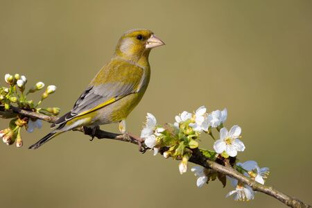 Attentive european greenfinch, chloris chloris, male on a perch with blossoming white flowers in spring. Garden bird on a tree from side view. Animal wildlife in nature.の写真素材