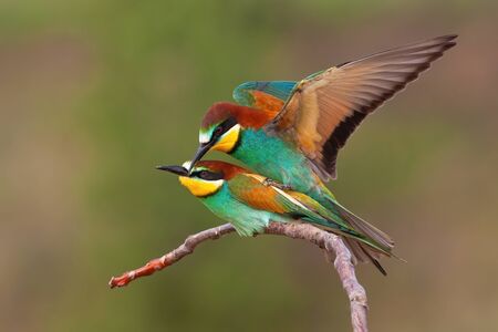 Pair of european bee-eater, merops apiaster, mating on a twig in summer breeding season. Two colorful bird in reproduction behavior from side view with green blurred background.の写真素材