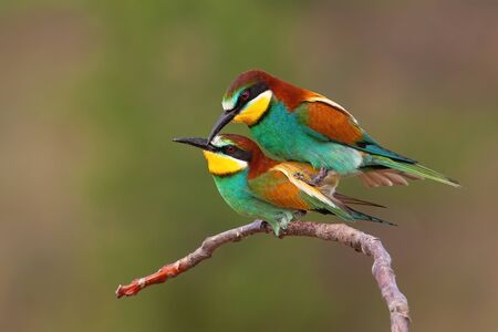 Couple of european bee-eater, merops apiaster, copulating on a twig in mating season. Concept of love between two wild colorful birds in nature. Animal reproduction.の写真素材