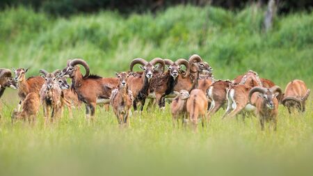 Group of mouflons, ovis orientalis, standing on meadow in the summer. Bunch of ewes and rams staring...