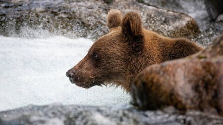 Curious ursus arctos looking ahead in the water surrounded by rocks. Wild brown bear standing in river from profile. Majestic mammal with wet fur in summer nature.の写真素材