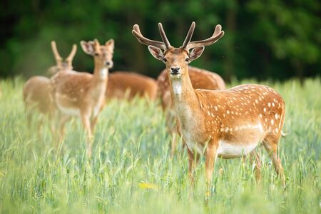 Group of fallow deer, dama dama, stags standing on meadow in the summer. Majestic mammals with antlers in velvet watching on field from side. Wild animal grazing in nature.の写真素材