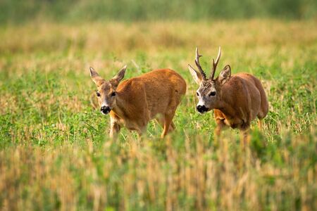 Couple of roe deer, capreolus capreolus, running on stubble field with green clover in rutting season. Bonding ritual of male and female mammal in nature. Animal wildlife.の写真素材