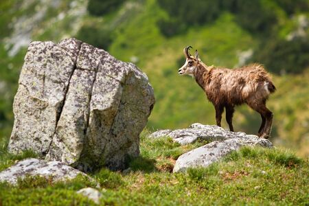 Majestic tatra chamois, rupicapra rupicapra tatrica, standing on the rock in summer. Alert mammal climbing mountains from side. Wild animal looking aside on horizon from profile.の写真素材