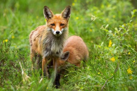 Alert red fox, vulpes vulpes, facing camera with her cub feeding in summer nature. Attentive wild animal with offspring hiding below her on meadow with green grass from front view.の写真素材