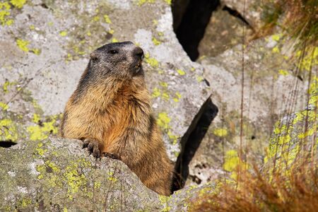 Alpine marmot, marmota marmota, standing on rock during the summertime. Wild rodent observing surrounding from the stone. Little mammal looking around in nature.の写真素材