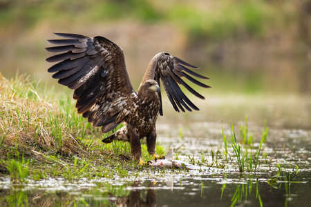 White-tailed eagle, haliaeetus albicilla, landing with spoil on the shore. Magnificent predator...