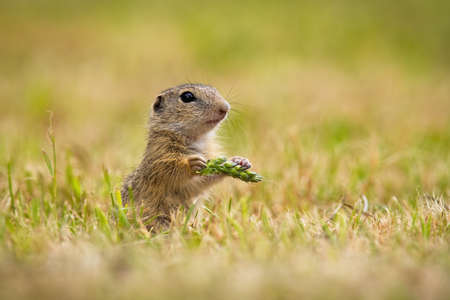 European ground squirrel, spermophilus citellus, holding ear in hand on field. Souslik sniffing...
