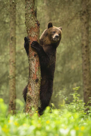 Majestic brown bear, ursus arctos, climbing on tree in summre forest. Large mammal standing upright and looking in woodland. Vertical composition of wild predator watching in wilderness.の写真素材