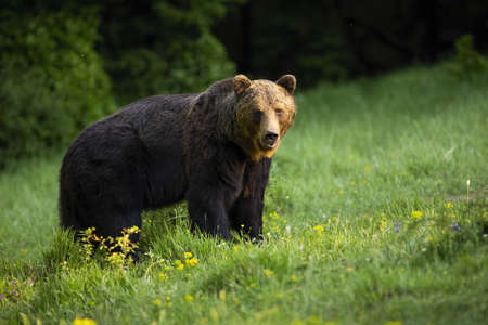 Majestic brown bear, ursus arctos, standing on meadow in nature. Magnificent mammal looking to the camera on grassland. Wild predator watching on wildflowers.の写真素材