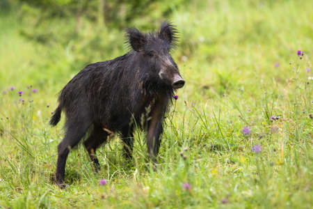 Wild boar, capreolus capreolus, standing on meadow in summertime nature. Wild animal with long dark fur and snout listening attentively on field full of flowers.の写真素材