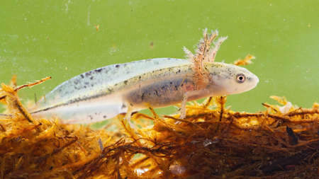 Danube crested newt, triturus dobrogicus, larva swimming in wetland among kelp. Little aquatic...