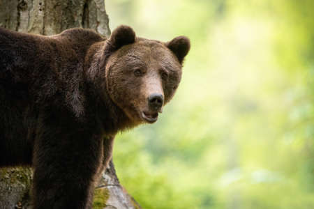 Portrait of brown bear, ursus arctos, standing in forest from close up in summer. Wild alert animal looking to the camera in European wilderness with copy space.の写真素材