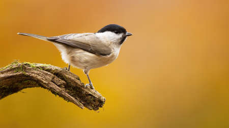 Willow tit, poecile montanus, sitting on branch in autumn nature with copy space. Little bird looking on bough in fall. Beautiful feathered animal observing on wood with golden background.の写真素材