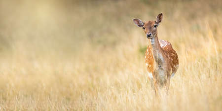 Fallow deer, dama dama, standing on meadow in autumn nature. Spotted hing looking to the camera with copy space. Wild animal female staring on dry grassland from front.の写真素材