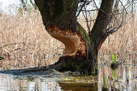 Thick tree standing on a river side gnawed from a beaver bending over water. Massive tree trunk...