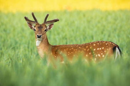 Fallow deer, dama dama, stag with growing new antlers covered in velvet standing on field in summer nature. Majestic spotted male animal looking to the camera in grain.の写真素材