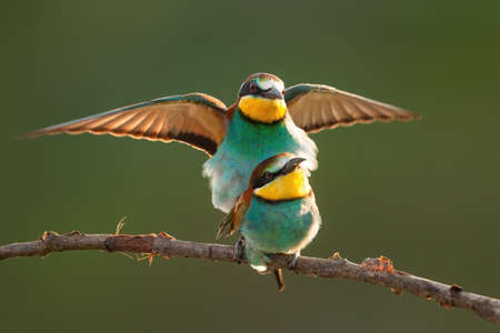 European bee-eater, merops apiaster, couple mating on bough in summer. Pair of colorful birds...