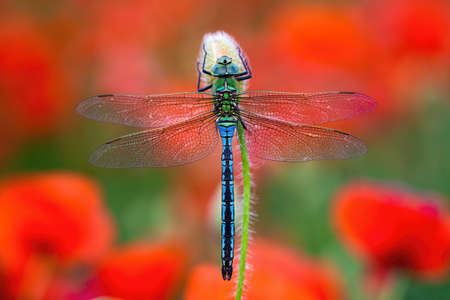 Fragile southern migrant hawker, aeshna affinis, sitting on flower with red poppies blooming in...
