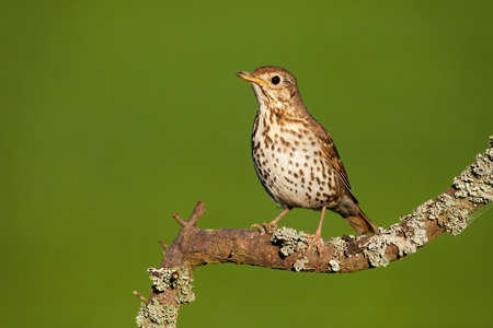 Song thrush, turdus philomelos, sitting on branch in summertime nature. Curious songbird with brown...