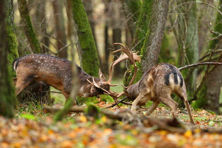 Two fallow deer, dama dama, stags fighting in forest in autumn nature. Male animals bumping into each other with huge antlers. Concept of rivalry between wild mammals in woodland.の写真素材