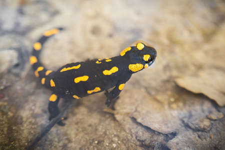 Dangerous fire salamander, salamandra salamandra, sitting in water in spring. Toxic black reptile with yellow spots looking in river. Wild poisonous animal from above.の写真素材
