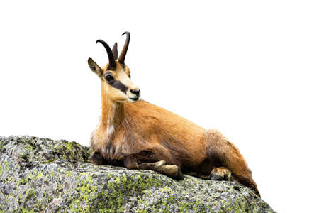 Calm tatra chamois, rupicapra rupicapra tatrica, lying on stone isolated on white background. Relaxed animal resting on rock cut out. Wild carpathian mammal observing on mountains isolated.の写真素材