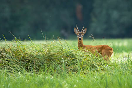Attentive roe deer, capreolus capreolus, buck standing on meadow in summertime. Alert wild animal looking to the camera from long grass with copy space.の写真素材