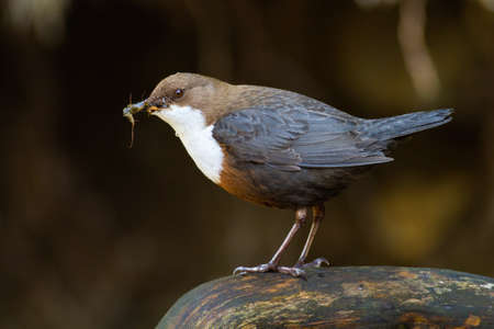 White-throated dipper, cinclus cinclus, standing on stone in wet nature. Small bird with dark fur holding insect in beak on rock. Little animal catching feed on riverbank.の写真素材