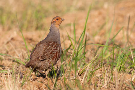 Little grey partridge, perdix perdix, standing on field in summer. Small brown bird looking on dry ground from side. Wild feathered animal observing on earth.の写真素材