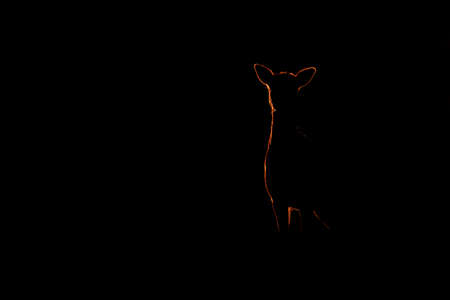 Mysterious fallow deer, dama dama, standing in dark in sunset. Silhouette of hind watching on black background. Doe outline in backlit with copy space.の写真素材