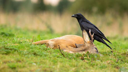 Common raven, corvus corax, feeding on a dead roe deer, capreolus capreolus, buck in autumn nature. Black bird scavenging on prey laying on the ground with copy space.の写真素材