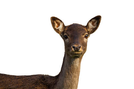 Cute fallow deer, dama dama, hind looking into camera isolated on white background. Adorable female...